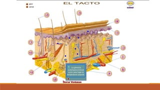 Organo de los sentidos 