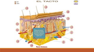 Organo de los sentidos 