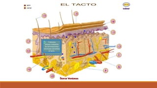 Organo de los sentidos 