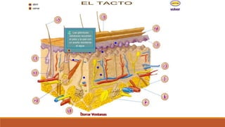 Organo de los sentidos 