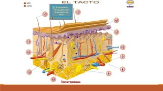 Organo de los sentidos 