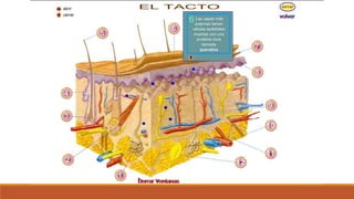 Organo de los sentidos 