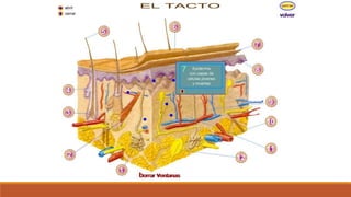 Organo de los sentidos 