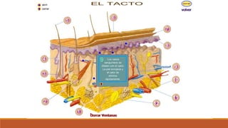 Organo de los sentidos 