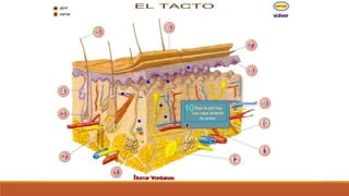 Organo de los sentidos 