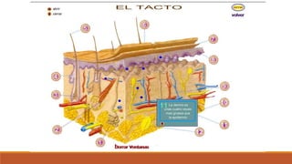 Organo de los sentidos 