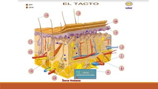 Organo de los sentidos 