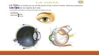 Organo de los sentidos 