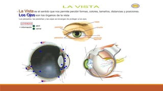 Organo de los sentidos 