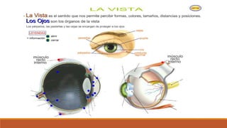 Organo de los sentidos 