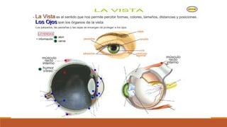 Organo de los sentidos 