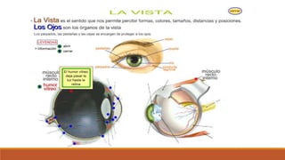 Organo de los sentidos 