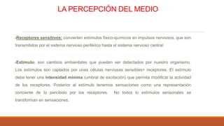 LA PERCEPCIÓN DEL MEDIO
•Receptores sensitivos: convierten estímulos físico-químicos en impulsos nerviosos, que son
transmitidos por el sistema nervioso periférico hasta el sistema nervioso central.
•Estímulo: son cambios ambientales que pueden ser detectados por nuestro organismo.
Los estímulos son captados por unas células nerviosas sensibles= receptores. El estímulo
debe tener una intensidad mínima (umbral de excitación) que permita modificar la actividad
de los receptores. Posterior al estímulo tenemos sensaciones como una representación
conciente de lo percibido por los receptores. No todos lo estímulos sensoriales se
transforman en sensaciones.
 