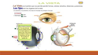Organo de los sentidos 