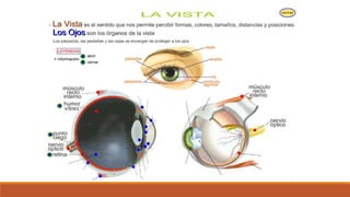 Organo de los sentidos 