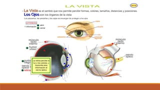 Organo de los sentidos 