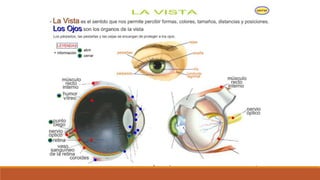 Organo de los sentidos 