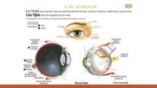 Organo de los sentidos 