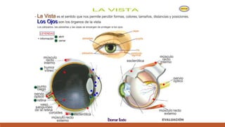 Organo de los sentidos 