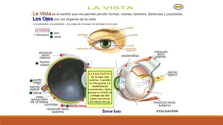 Organo de los sentidos 