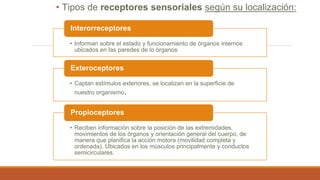 • Tipos de receptores sensoriales según su localización:
• Informan sobre el estado y funcionamiento de órganos internos
ubicados en las paredes de lo órganos
Interorreceptores
• Captan estímulos exteriores, se localizan en la superficie de
nuestro organismo.
Exteroceptores
• Reciben información sobre la posición de las extremidades,
movimientos de los órganos y orientación general del cuerpo, de
manera que planifica la acción motora (movilidad completa y
ordenada). Ubicados en los músculos principalmente y conductos
semicirculares.
Propioceptores
 