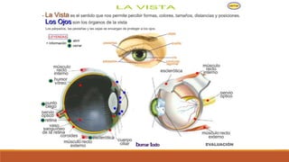 Organo de los sentidos 