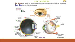 Organo de los sentidos 