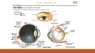 Organo de los sentidos 