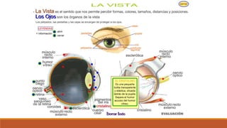 Organo de los sentidos 