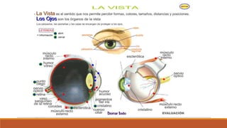 Organo de los sentidos 