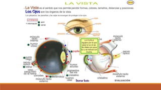 Organo de los sentidos 