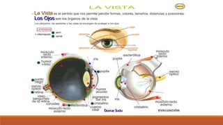 Organo de los sentidos 