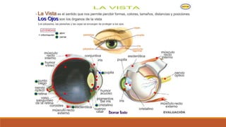 Organo de los sentidos 