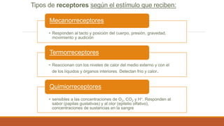 • Responden al tacto y posición del cuerpo, presión, gravedad,
movimiento y audición
Mecanorreceptores
• Reaccionan con los niveles de calor del medio externo y con el
de los líquidos y órganos interiores. Detectan frío y calor.
Termorreceptores
• sensibles a las concentraciones de O2, CO2 y H+. Responden al
sabor (papilas gustativas) y al olor (epitelio olfativo),
concentraciones de sustancias en la sangre
Quimiorreceptores
Tipos de receptores según el estímulo que reciben:
 