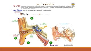 Organo de los sentidos 