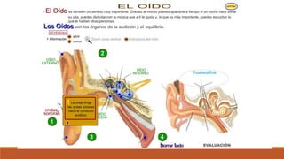 Organo de los sentidos 
