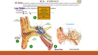 Organo de los sentidos 