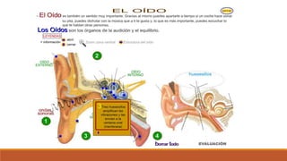 Organo de los sentidos 
