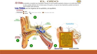 Organo de los sentidos 