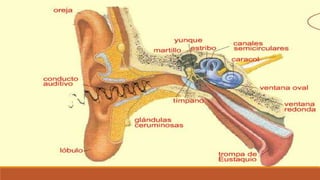 Organo de los sentidos 