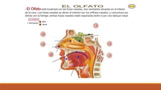 Organo de los sentidos 