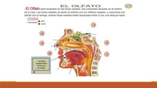 Organo de los sentidos 