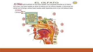 Organo de los sentidos 