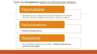 • Sensibles a la luz. Reaccionan con las radiaciones luminosas.
Permiten detectar imágenes del exterior, formas y colores.
Fotorreceptores:
• Detectan energía eléctrica
Electrorreceptores:
• Son receptores específicos del dolor. Detectan daños físicos y
químicos en los tejidos
Nociceptores
Tipos de receptores según el estímulo que reciben:
 