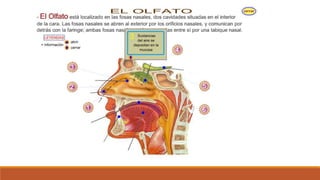 Organo de los sentidos 