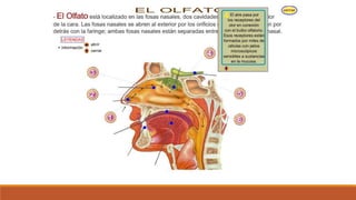 Organo de los sentidos 