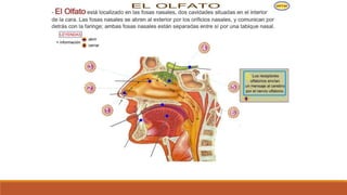 Organo de los sentidos 