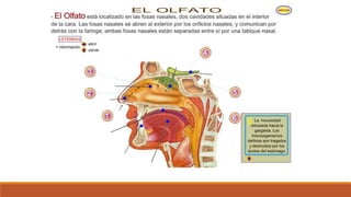 Organo de los sentidos 