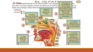 Organo de los sentidos 