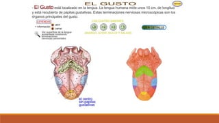 Organo de los sentidos 
